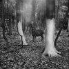 Vanishing
